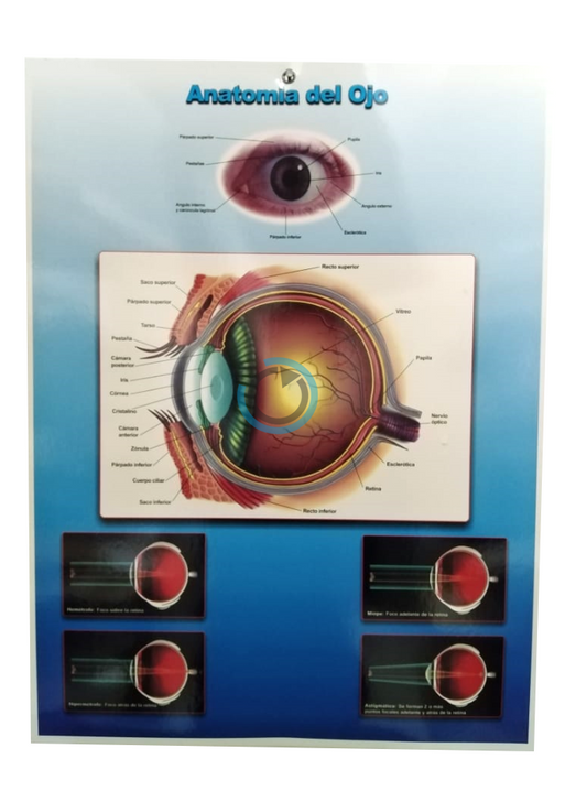 Cartilla de Anatomía del Ojo 71E163